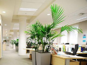 如何增强事业运有诀窍 养好办公室风水植物 
