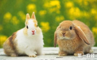 幼兔拉稀是什么原因导致的 幼兔吃什么比较好