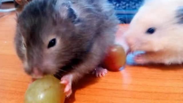 小仓鼠吃葡萄,抱着葡萄啃半天,愣是没有吃到嘴里去 