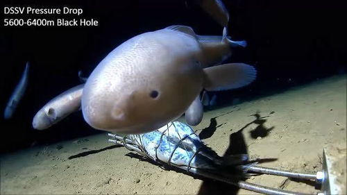 深海生物 看起来酱焖不错 