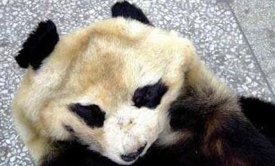 6年前云南一位老农,因自家羊被咬死而怒杀熊猫,最后结果怎么