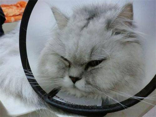 养宠经验 猫咪单只眼睛发炎怎么办