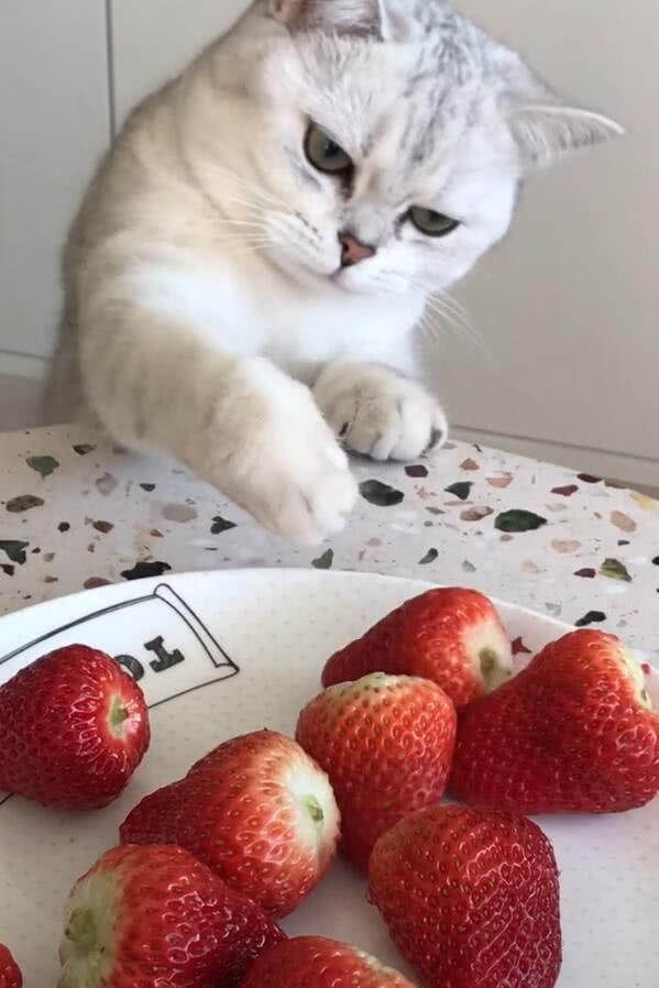 猫咪想要偷吃草莓,伸手就往盆里掏,结果不尽人意