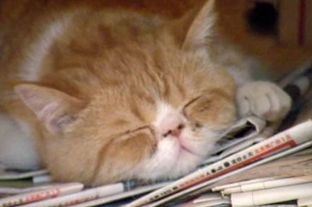 猫在铲屎官身上睡着是种怎样的体验