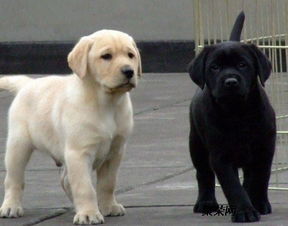 3个月拉布拉多犬幼崽多少钱一只拉布拉多犬价格