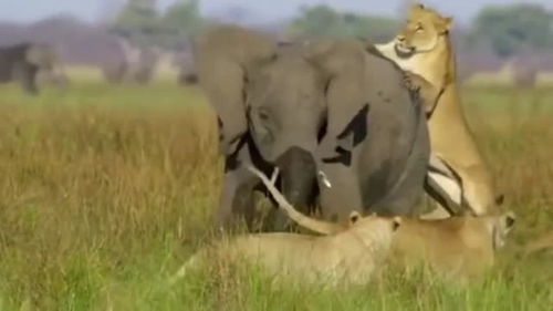 狮子与大象大战,狮子后来居然发现低估了大象的战斗力 