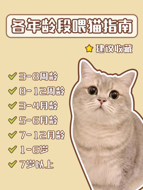 新手养猫 各年龄段猫咪喂食指南 建议收藏