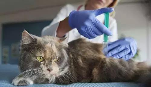 养猫人的必修课 猫咪一定要打疫苗吗