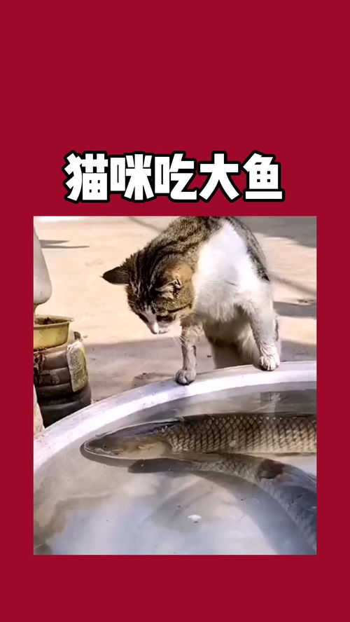 猫咪吃大鱼 