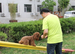 为你分析训犬师的前景怎么样