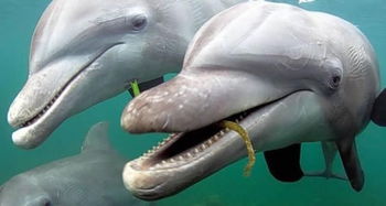 在地球活了1000万年的海豚战斗力如何
