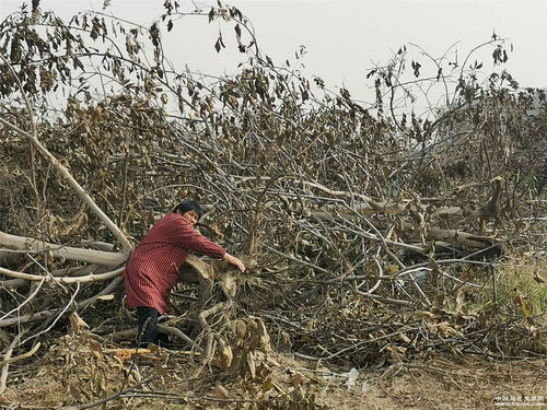 关于核桃树被偷挖事件跟踪 