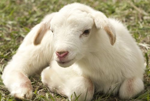 十羊九苦 ,生肖羊以下4月出生最好命,福自天降,吃穿不尽