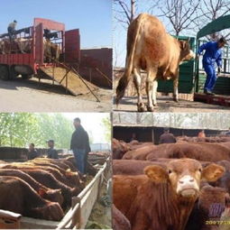 牲畜品种改良 牲畜品种改良价格 牲畜品种改良厂家 