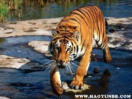 虎和什么生肖相冲最凶,老虎和什么属相相冲