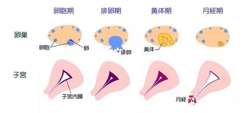 姨妈 能给你好身材,想要变瘦经期就快来