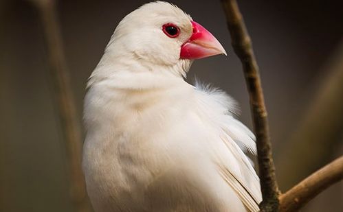 谁知道白文鸟什么时候生蛋呀？白文鸟有一公一母一定能生蛋吗？