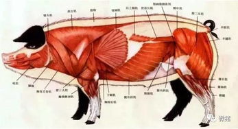 快来分享最全生猪结构图,养猪人必备的好资料 