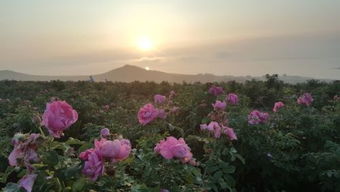 玫瑰花有什么特点,玫瑰花有什么特点作文