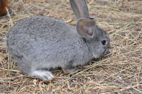 侏儒兔幼兔主要吃什么 