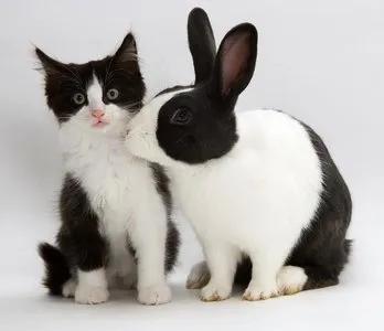 我家猫和兔子成了好朋友
