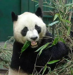 大熊猫打架被 扒裤子 ,咋感觉这么尴尬呢 
