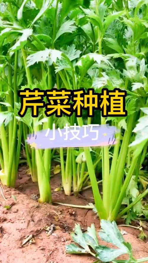 芹菜的种植方法,芹菜的种植方法