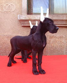 图 哪里有卖大丹犬 哪里出售大丹犬 大丹犬价格 哈尔滨宠物狗 哈尔滨列表网 