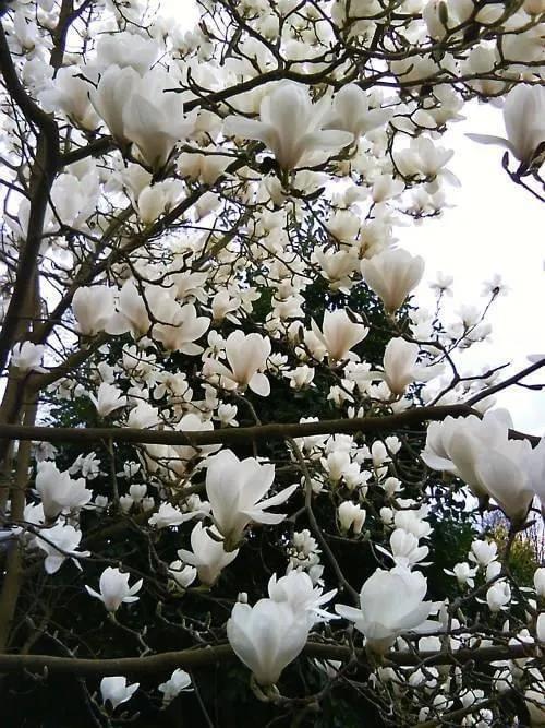 梅花 樱花 玉兰花 海棠花