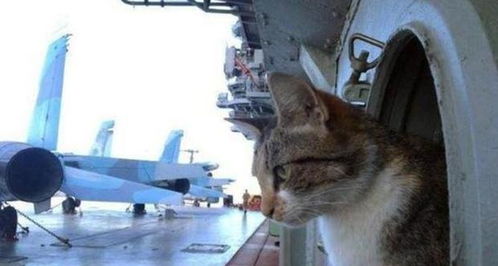 为什么航母上需要养猫 抓老鼠是兼职,这个任务才是最重要的
