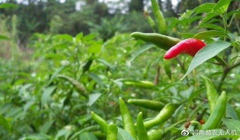 酷农飞防学院 辣椒种植篇