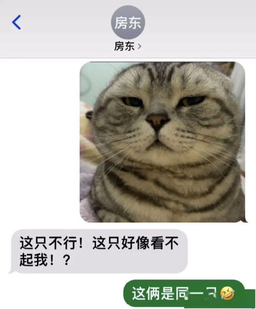 带猫租房,好心房东不要房租,让猫陪他一夜