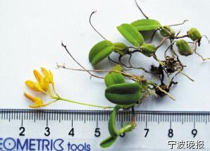 宁波百米高崖壁上找到神秘植物 为全球首次发现