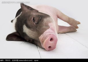 躺倒在地上可爱小猪图片 785031 