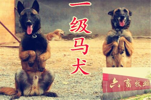 江陵马犬价格