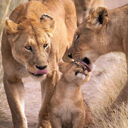 母狮与小狮子 深情的母亲 母亲节母亲们快 堆糖,美好生活研究所 