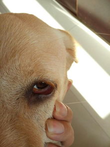 狗狗眼睛发红,有眼屎,但是不多,也不机灵了,这是什么情况,急急急 
