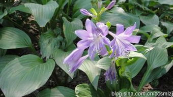 家里植物开花了,但不知道是什么花,请各位大神帮忙看看这是什么花 