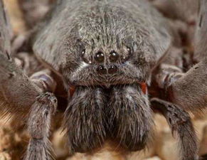 南极现巨型蜘蛛, 以蛇为食, 体型堪比海蟹, 这个国家拿来当宠物 