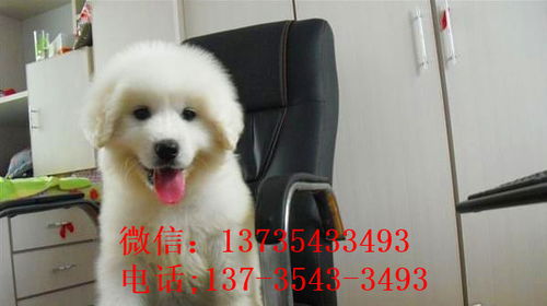 天津宠物狗狗出售纯种大白熊犬狗狗领养犬舍