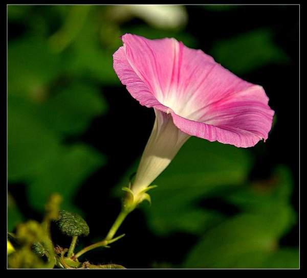 牵牛花是什么颜色（牵牛花是什么颜色的呢）