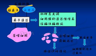 石棉肺发病机制