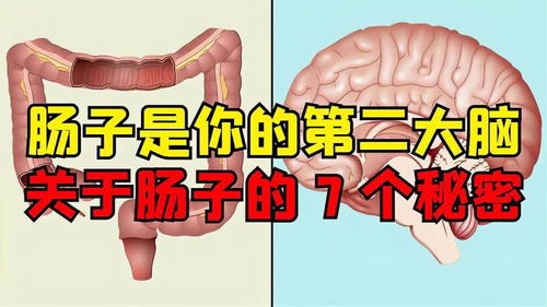 肠子是你的第二大脑,关于肠子的七个秘密 