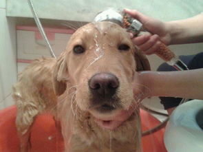 给你家怕水的狗狗洗澡时,如何与它斗智斗勇