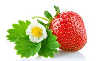 草莓竟有這8種養生奇效 