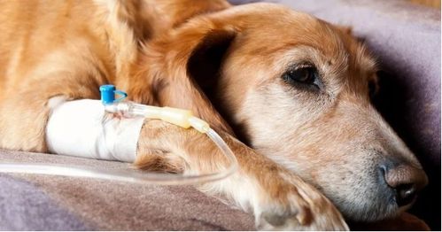 如何正确应对狗狗的膀胱炎
