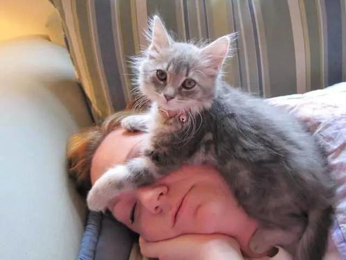 猫主子喜欢睡在猫奴头上,头暖烘烘的很舒服嘛