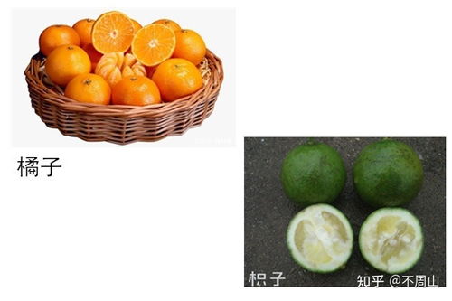 枳和橘的区别,橘子柑柚枳有什么区别？