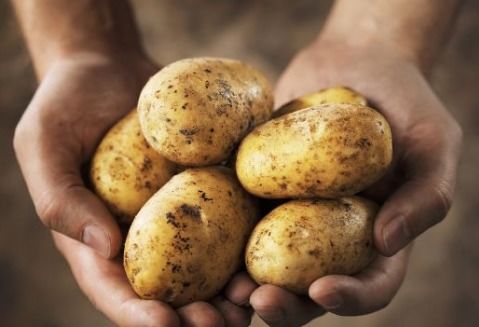 土豆保存方法及温度怎么储存时间长,马铃薯贮存期有哪些技术可以防止发芽