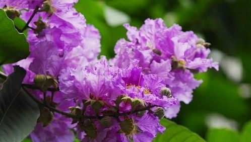 适合种家里吗 紫薇树种哪里旺风水有什么风水作用禁忌 